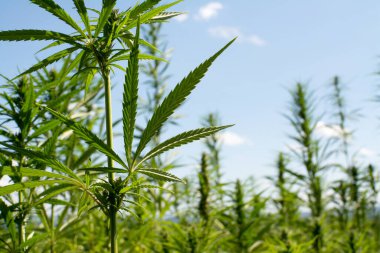 Esrar mavi bulutlu gökyüzünün altında büyüyor