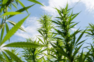 Esrar mavi bulutlu gökyüzünün altında büyüyor