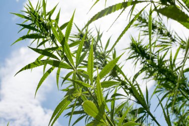 Esrar mavi bulutlu gökyüzünün altında büyüyor