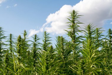 Esrar mavi bulutlu gökyüzünün altında büyüyor