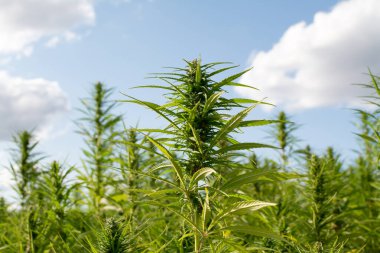 Esrar mavi bulutlu gökyüzünün altında büyüyor