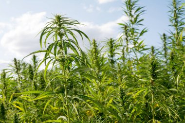 Esrar mavi bulutlu gökyüzünün altında büyüyor