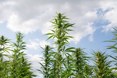 Esrar mavi bulutlu gökyüzünün altında büyüyor