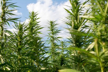 Esrar mavi bulutlu gökyüzünün altında büyüyor