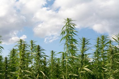 Esrar mavi bulutlu gökyüzünün altında büyüyor