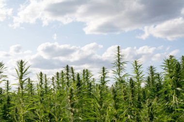 Esrar mavi bulutlu gökyüzünün altında büyüyor