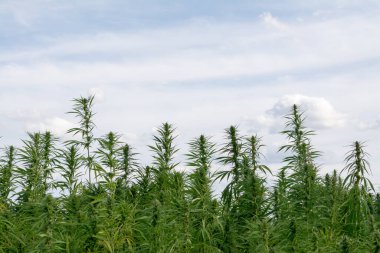 Esrar mavi bulutlu gökyüzünün altında büyüyor