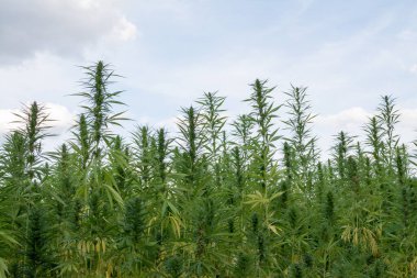 Esrar mavi bulutlu gökyüzünün altında büyüyor