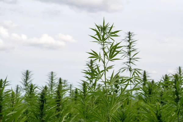 Cannabis Crescendo Sob Céu Nublado — Fotografia de Stock