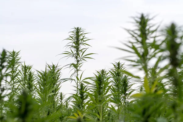 Cannabis Crescendo Sob Céu Nublado — Fotografia de Stock