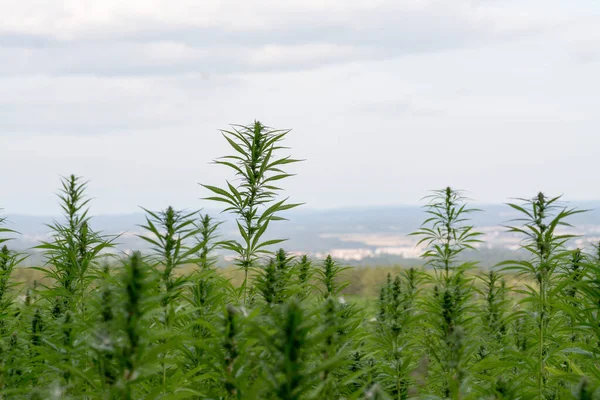 Esrar bulutlu gökyüzü altında büyüyor