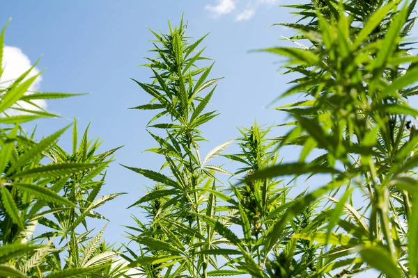 Esrar mavi bulutlu gökyüzünün altında büyüyor