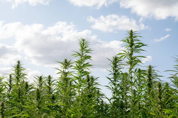 Cannabis Crescendo Sob Céu Azul Nublado — Fotografia de Stock