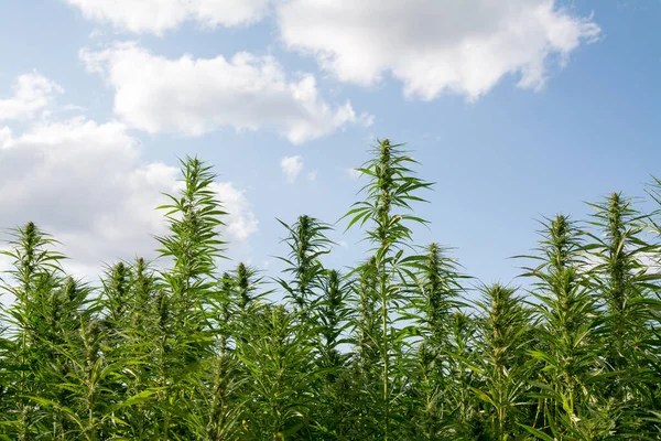 Esrar mavi bulutlu gökyüzünün altında büyüyor