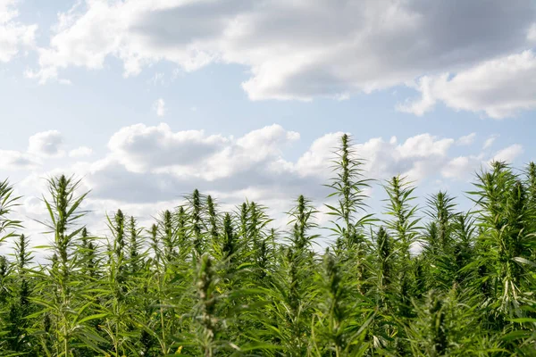 Esrar mavi bulutlu gökyüzünün altında büyüyor