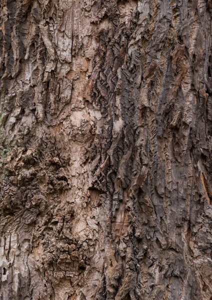 tree bark texture, close up