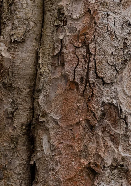 Struttura Della Corteccia Dell Albero Primo Piano — Foto Stock