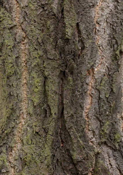 Текстура Кори Дерева Крупним Планом — стокове фото