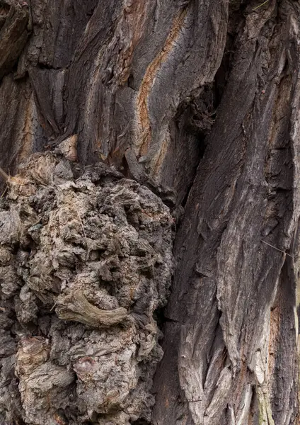 Υφή Φλοιού Δέντρου Κοντινό — Φωτογραφία Αρχείου