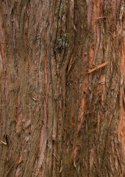 Textura Corteza Árbol Cerca — Foto de Stock