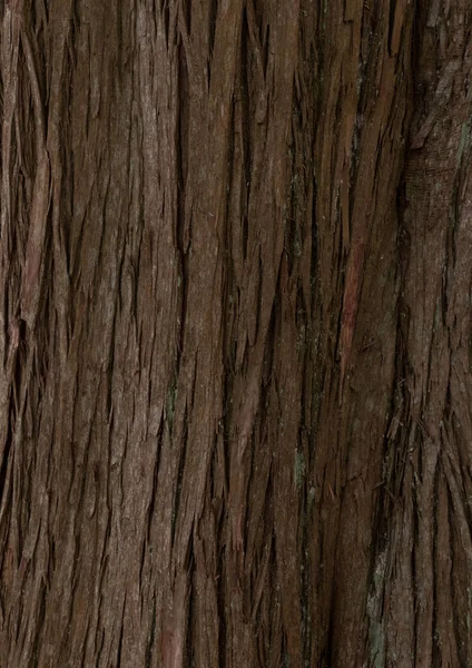 Struttura Della Corteccia Dell Albero Primo Piano — Foto Stock