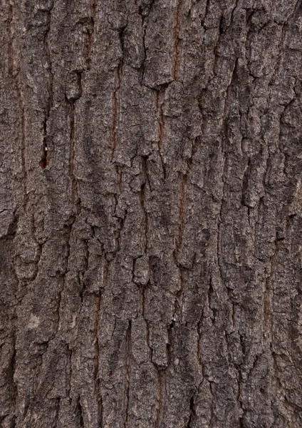 Struttura Della Corteccia Dell Albero Primo Piano — Foto Stock