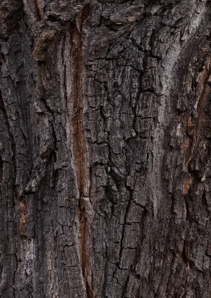 Textura Kůry Stromu Zavřít — Stock fotografie