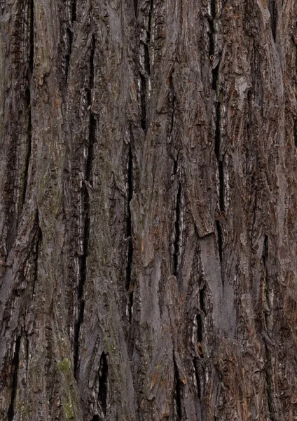 Textura Kůry Stromu Zavřít — Stock fotografie