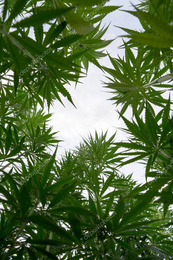 cannabis growing under cloudy sky