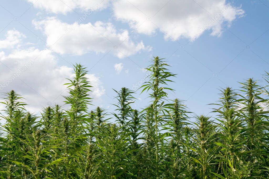 cannabis growing under blue cloudy sky