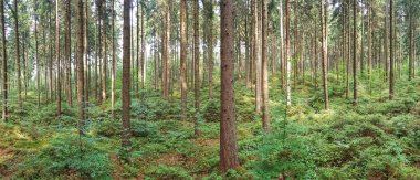 bulutlu bir gökyüzünün altındaki doğal manzara manzarası