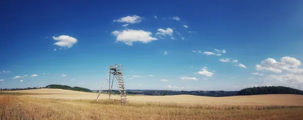 Живописный Вид Пшеничное Поле Голубым Небом Человеческой Тенью — стоковое фото