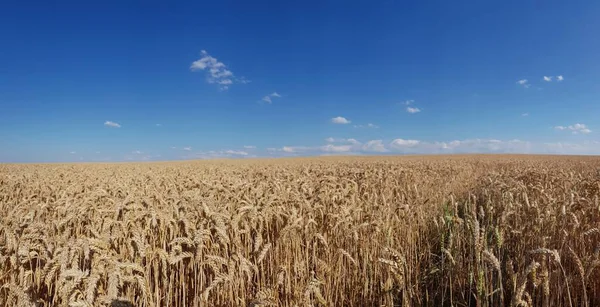 Vista Panorámica Del Campo Trigo Bajo Cielo Azul Con Sombra — Foto de Stock