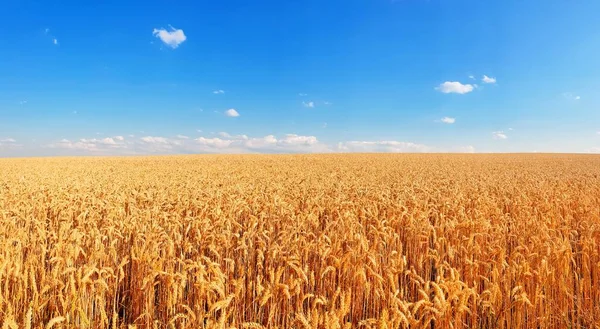 Vista Panorámica Del Campo Trigo Bajo Cielo Azul Con Sombra — Foto de Stock