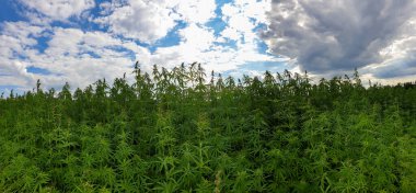 Esrar mavi bulutlu gökyüzünün altında büyüyor