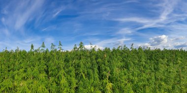 Esrar mavi bulutlu gökyüzünün altında büyüyor