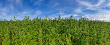 Esrar mavi bulutlu gökyüzünün altında büyüyor