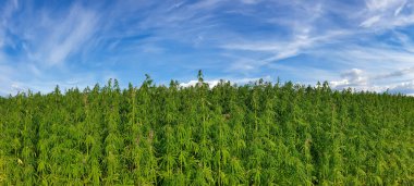 Esrar mavi bulutlu gökyüzünün altında büyüyor