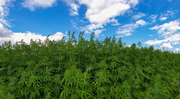 Cannabis Wächst Unter Blauem Bewölkten Himmel — Stockfoto