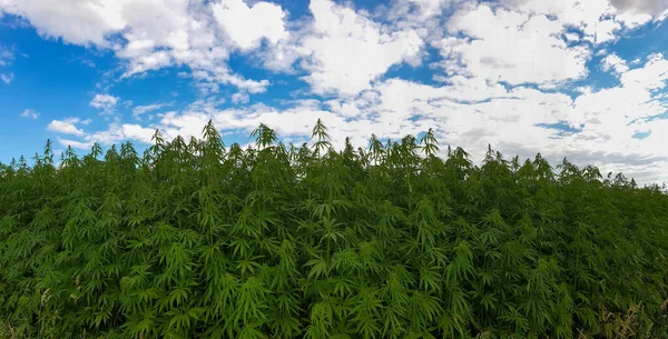 Esrar mavi bulutlu gökyüzünün altında büyüyor