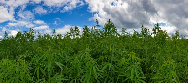 Cannabis Crescendo Sob Céu Azul Nublado — Fotografia de Stock