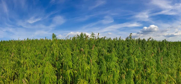 Esrar mavi bulutlu gökyüzünün altında büyüyor