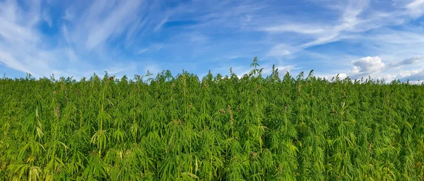 Cannabis Growing Blue Cloudy Sky — Stock Photo, Image