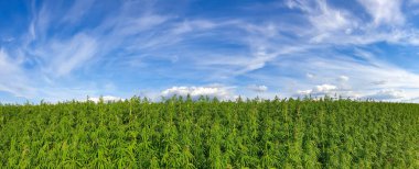 Esrar mavi bulutlu gökyüzünün altında büyüyor