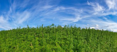 Esrar mavi bulutlu gökyüzünün altında büyüyor