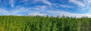 Esrar mavi bulutlu gökyüzünün altında büyüyor