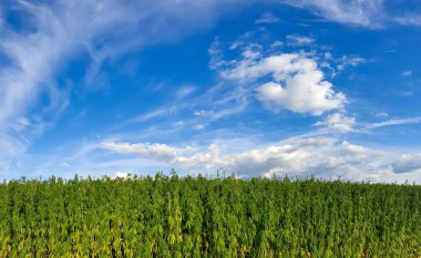 Esrar mavi bulutlu gökyüzünün altında büyüyor