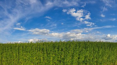 Esrar mavi bulutlu gökyüzünün altında büyüyor