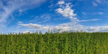 Esrar mavi bulutlu gökyüzünün altında büyüyor