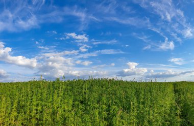 Mavi bulutlu gökyüzü ile güzel yeşil manzara